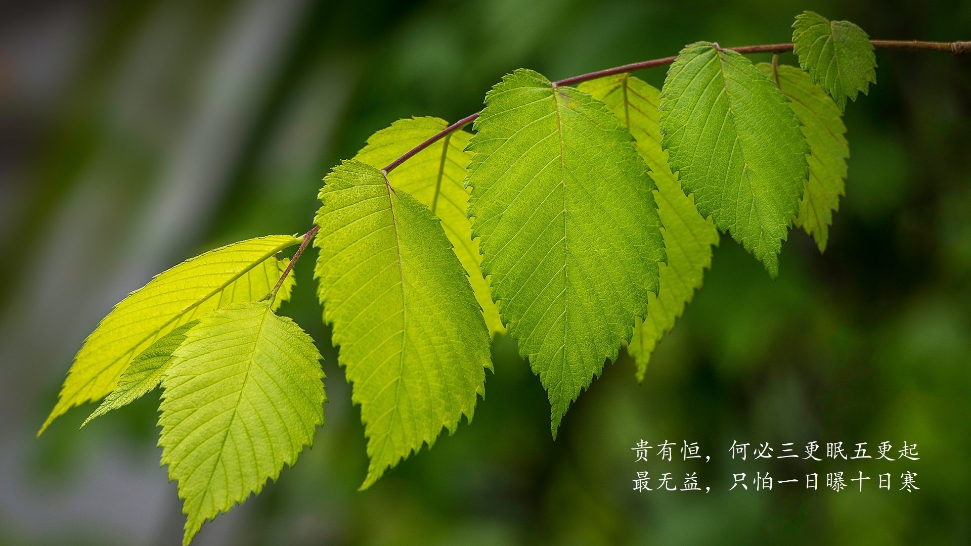 乌拉圭男足在巴黎奥运会比赛中表现出色，赢得铜牌，乌拉圭男子足球队